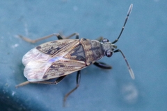 Peritrechus gracilicornis