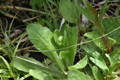 Erigeron philadelphicus