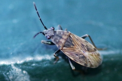 Peritrechus gracilicornis