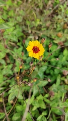 Coreopsis tinctoria