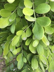 Sophoreae