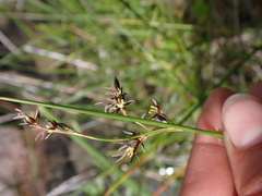 Juncus balticus