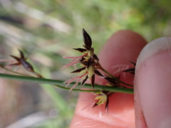 Juncus balticus