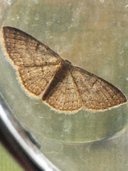 Pleuroprucha