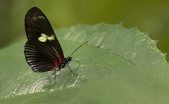 Heliconius doris