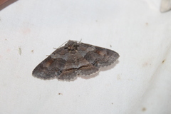 Zale submediana