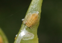 Diaphorina citri