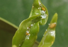 Diaphorina citri