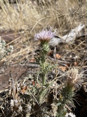 Cirsium inamoenum