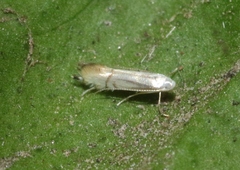 Phyllocnistis citrella