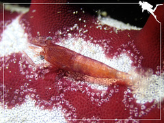 Zenopontonia soror