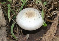 Agaricus californicus