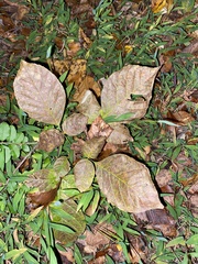 Fraxinus biltmoreana