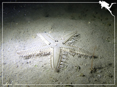 Astropecten polyacanthus