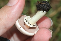 Agaricus californicus