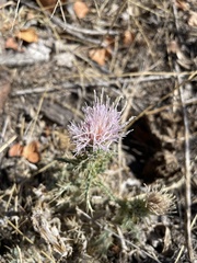 Cirsium inamoenum