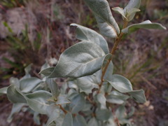 Elaeagnus commutata