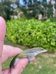 Anolis leachii