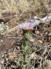 Cirsium inamoenum