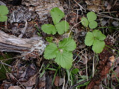 Rubus arcticus
