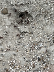 Pogonomyrmex barbatus