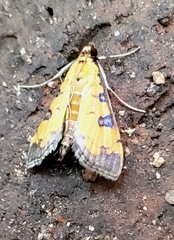 Ategumia ebulealis