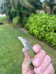 Anolis leachii