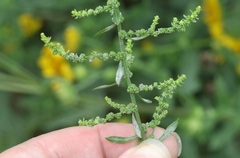 Dysphania ambrosioides