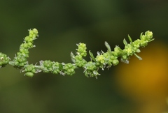 Dysphania ambrosioides