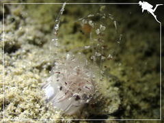 Scolanthus armatus