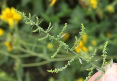 Dysphania ambrosioides