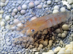 Zenopontonia soror