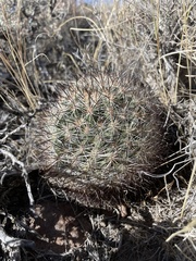 Pediocactus simpsonii