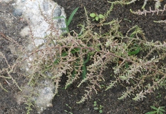 Dysphania ambrosioides