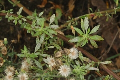 Dysphania ambrosioides