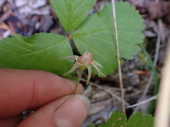 Rubus arcticus