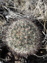 Pediocactus simpsonii