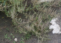 Dysphania ambrosioides