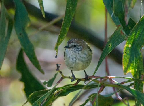 Twijgdoornsnavel (Acanthiza lineata)