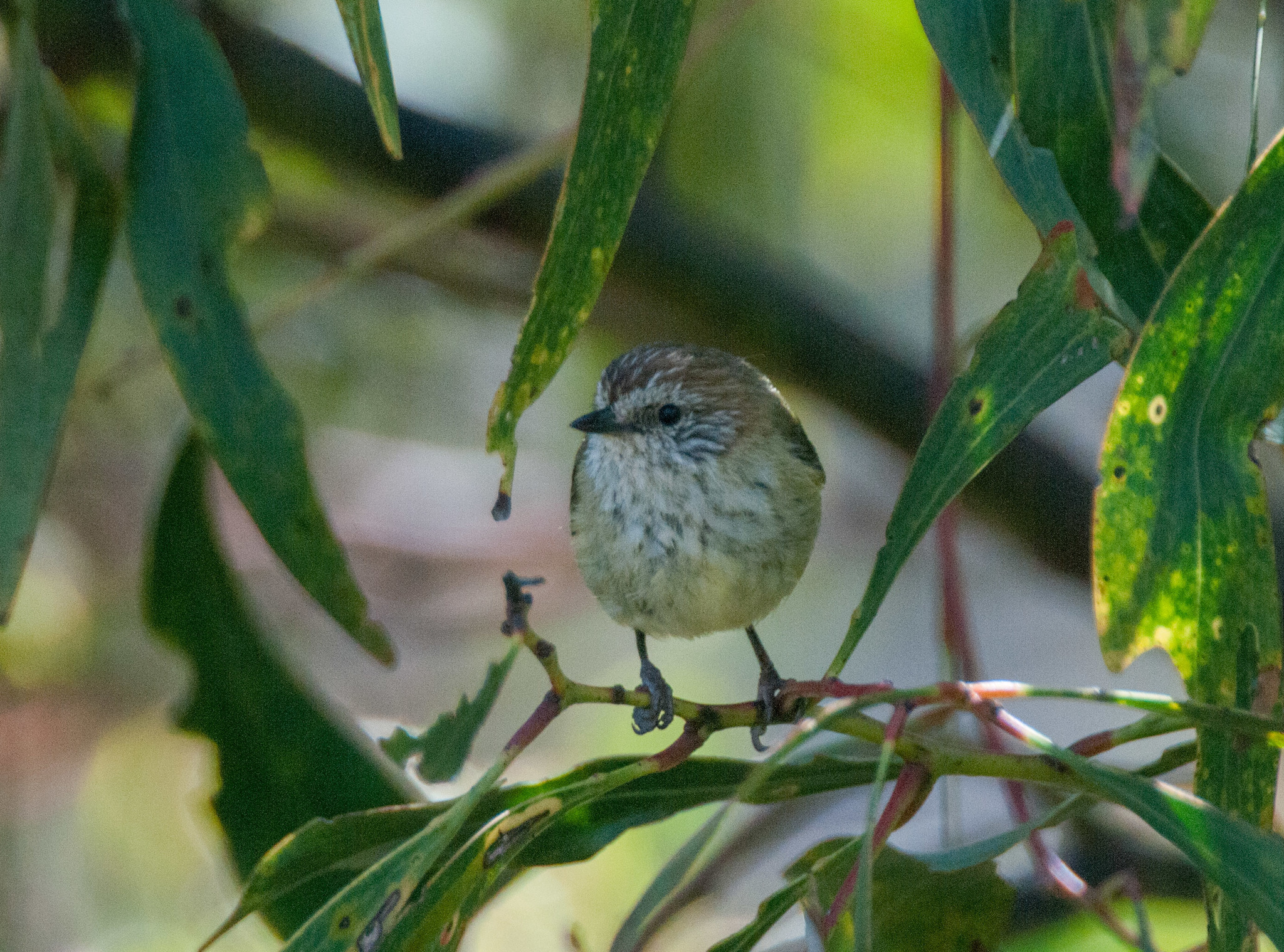 Striated Thornbill illustration