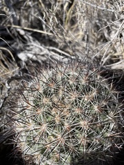 Pediocactus simpsonii