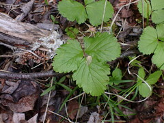 Rubus arcticus