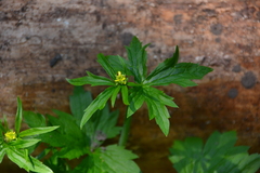 Ranunculus uncinatus