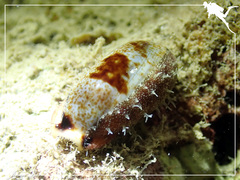 Erronea cylindrica