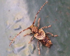Pogonocherus hispidus