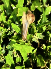 Lissachatina fulica