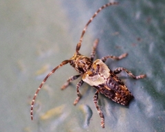 Pogonocherus hispidus