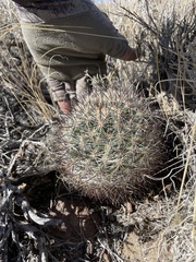 Pediocactus simpsonii