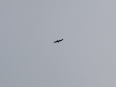 Cathartes aura