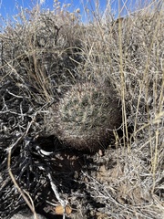 Pediocactus simpsonii